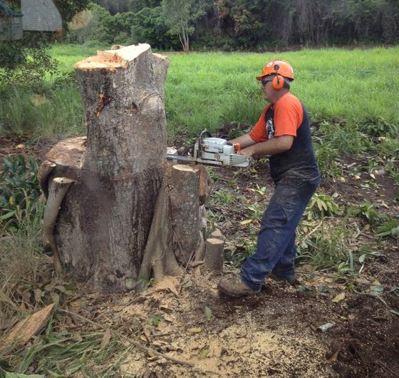 🌳 Expert Tree Services | GDE | All Suburbs | 07 3910 3439