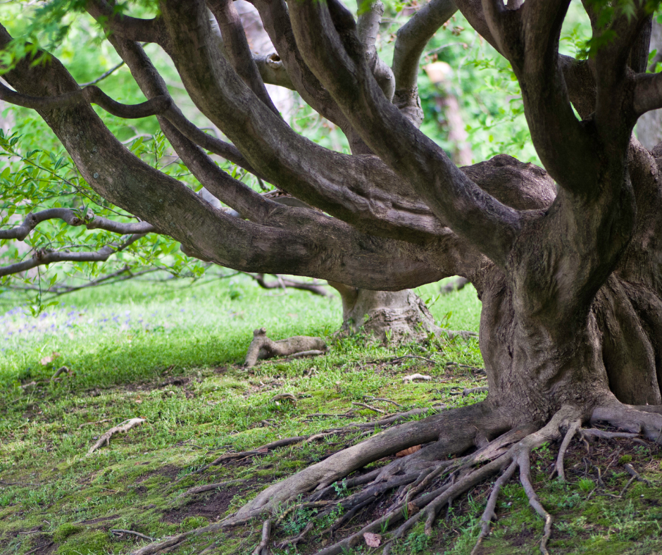 tree service brisbane