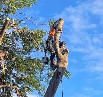 Tree Services Brisbane