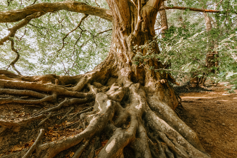 tree surgeon vs arborist