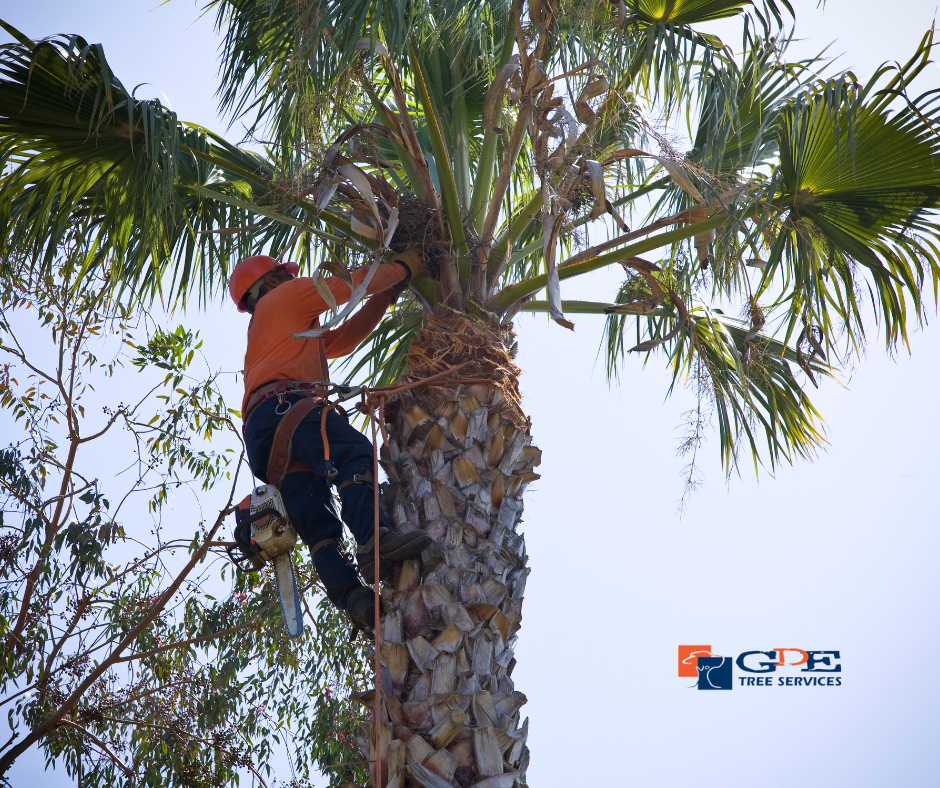 Tree Lopping services Brisbane