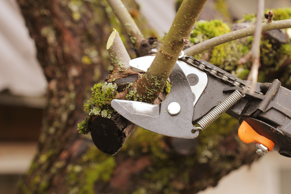 tree trimming aftercare