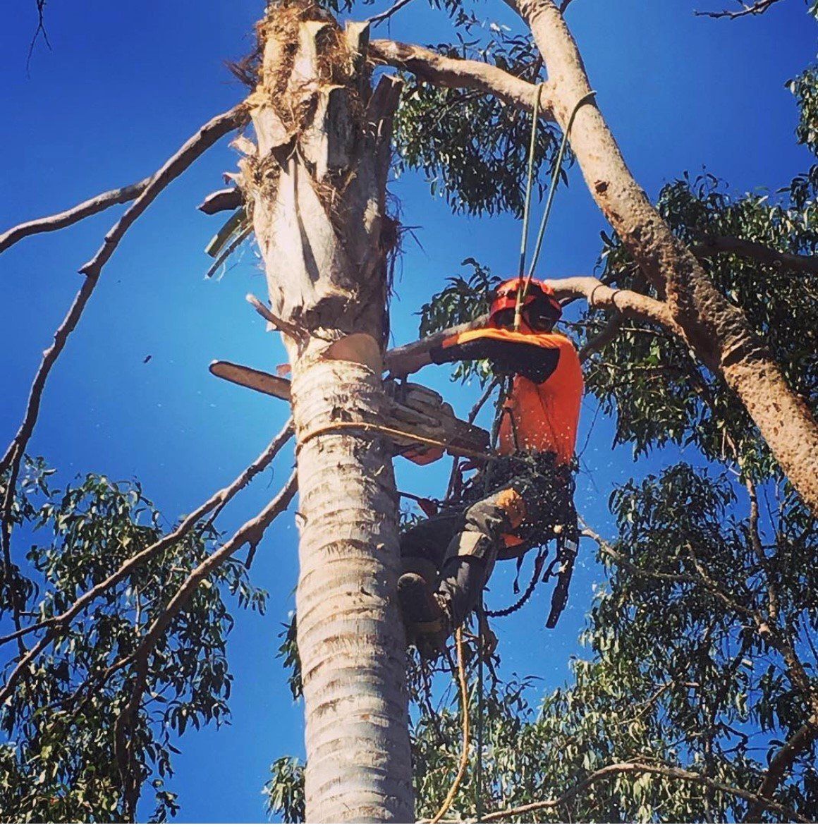 Tree Lopping Brisbane
