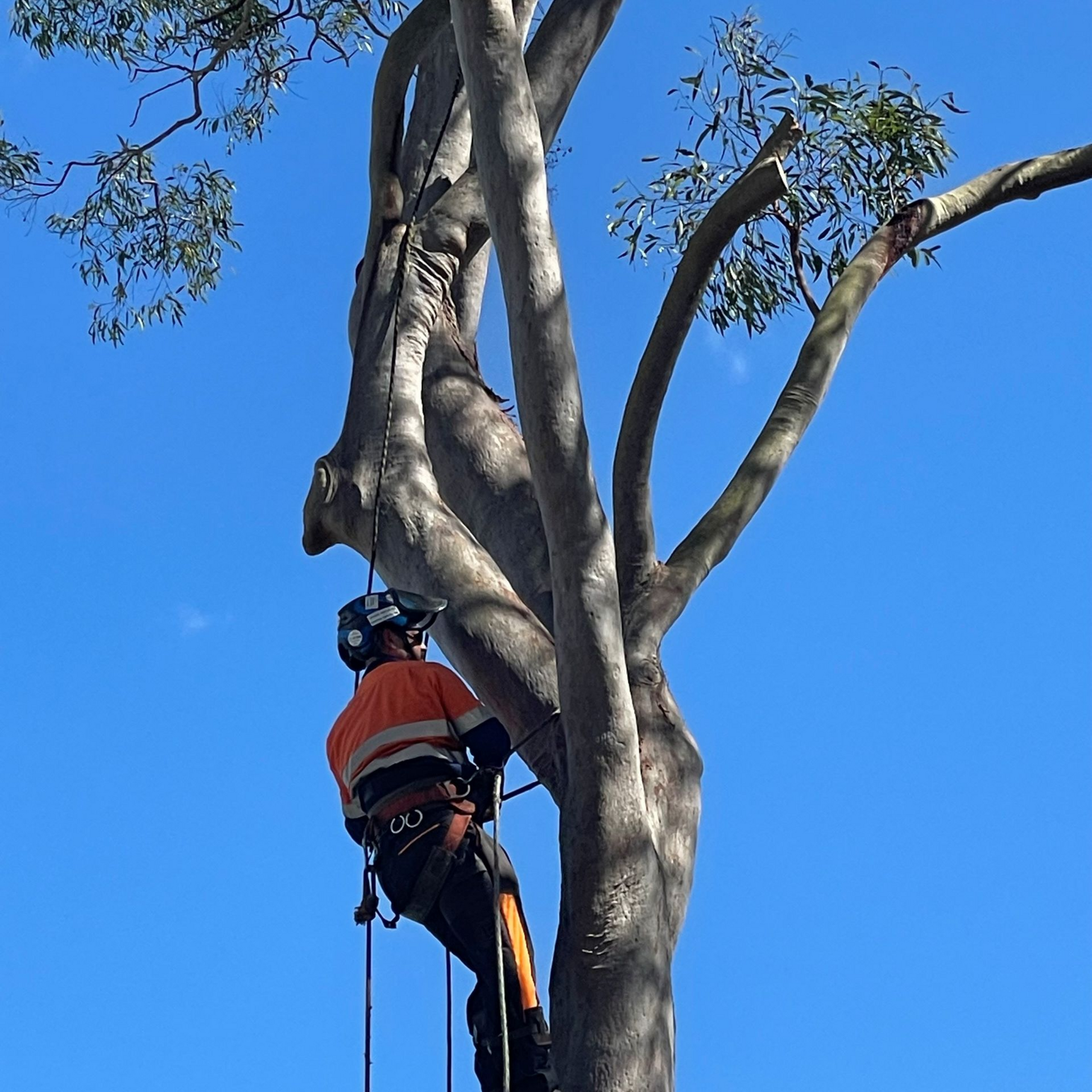 tree-lopper-brisbane