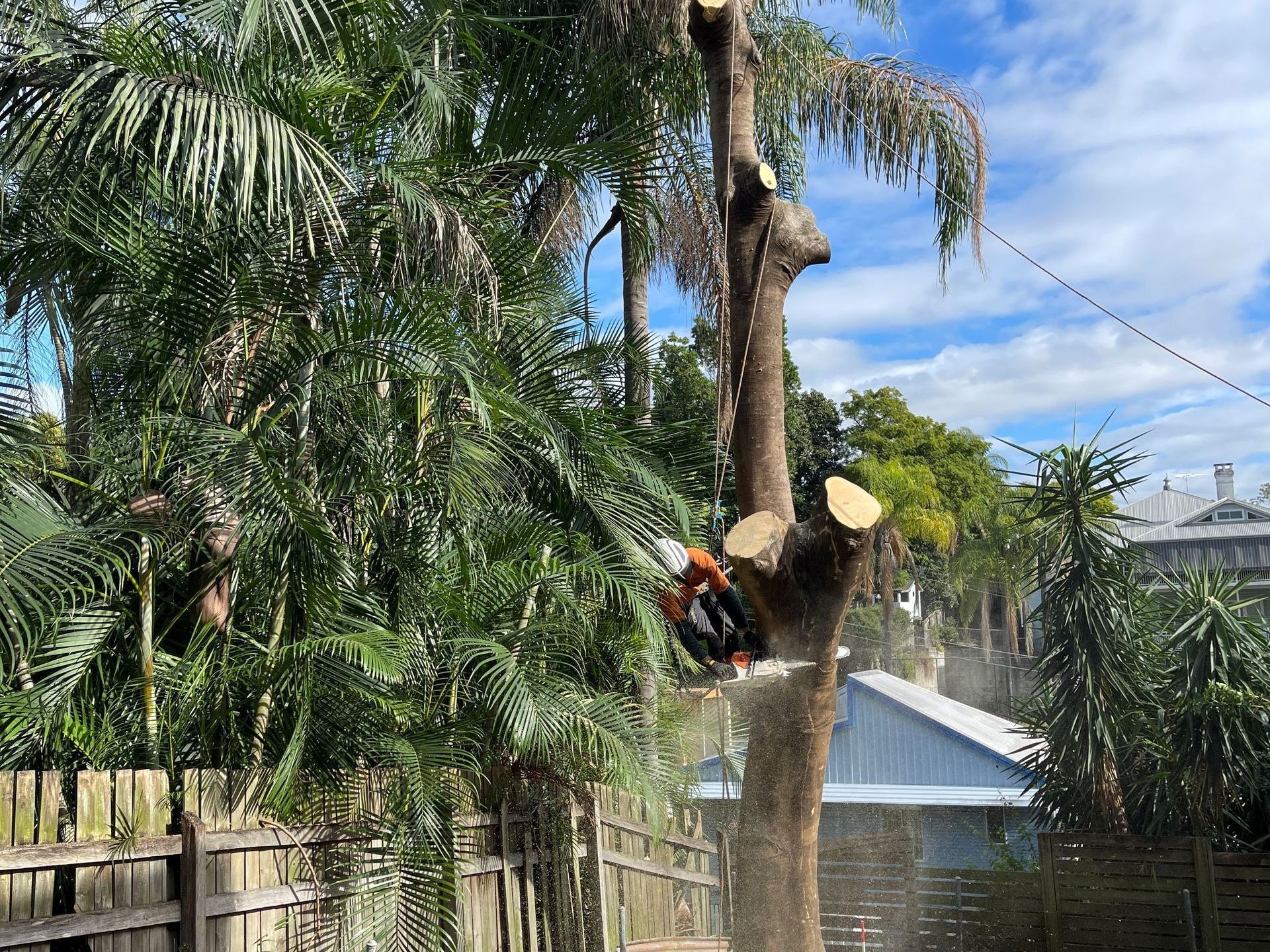 Tree Loppers Acacia Ridge