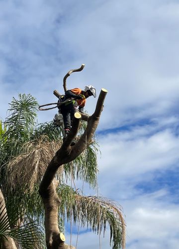 tree removal services brisbane