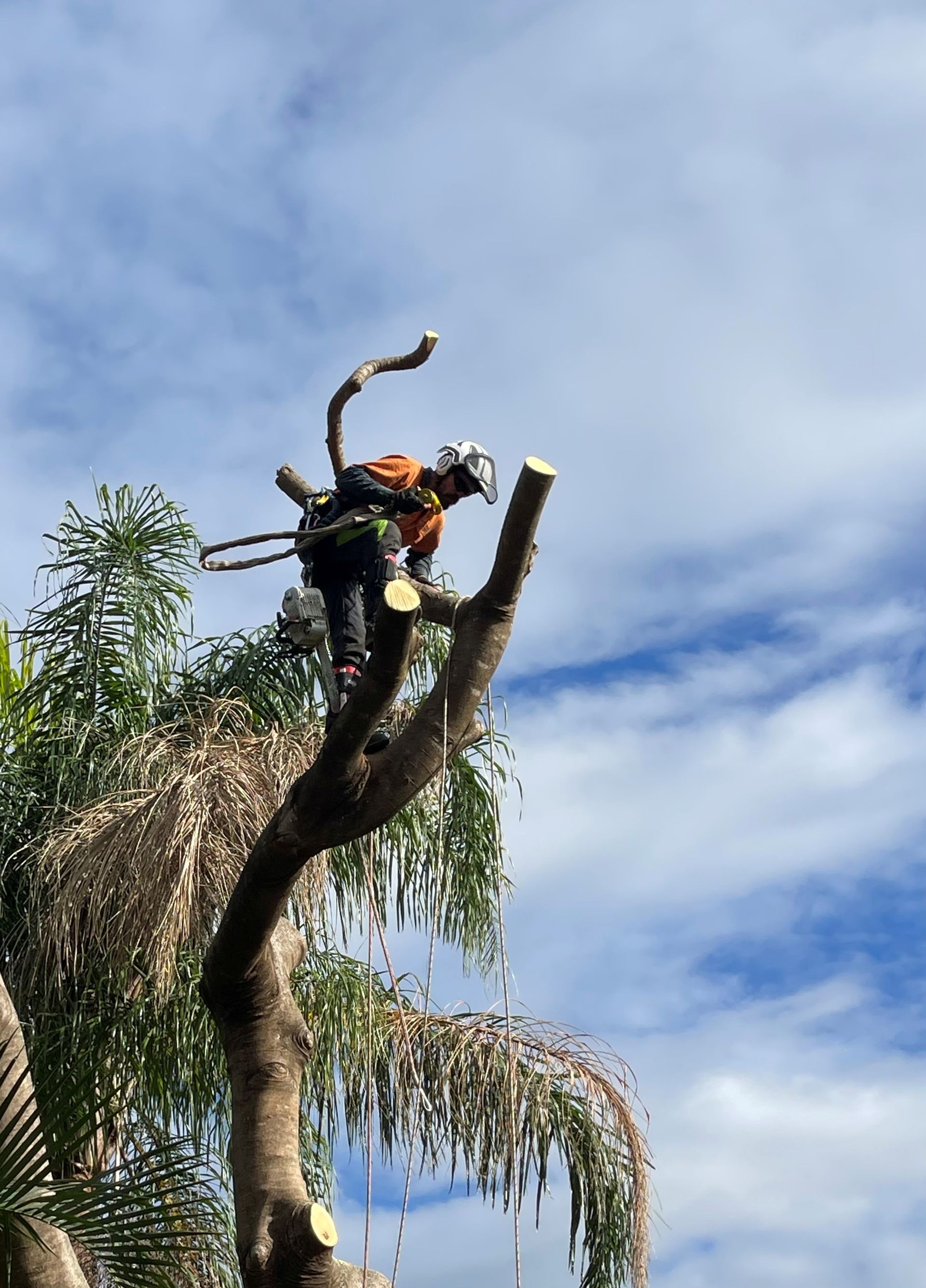 Tree Removal Jimboomba | Lopping and Tree Cutting | GDE
