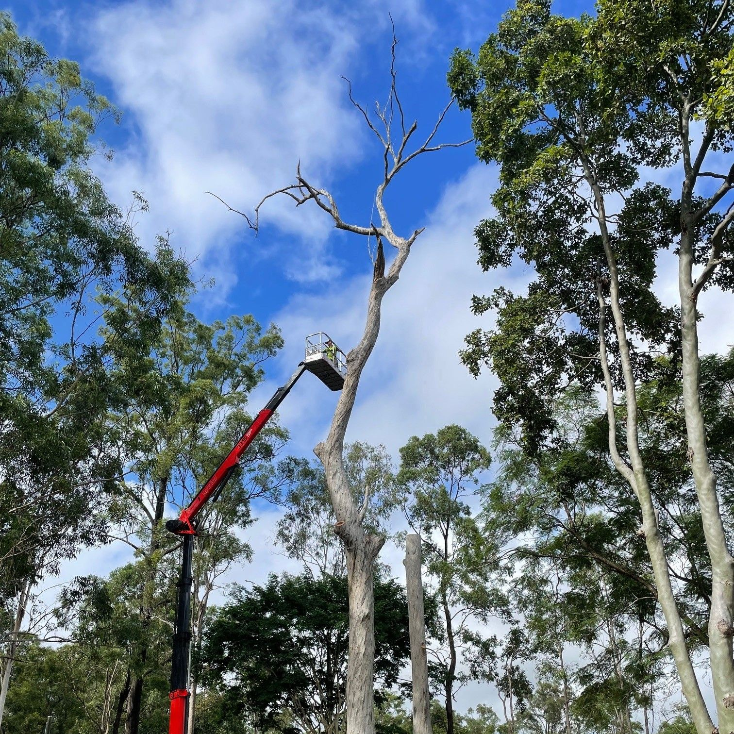 Tree Removal Rocklea