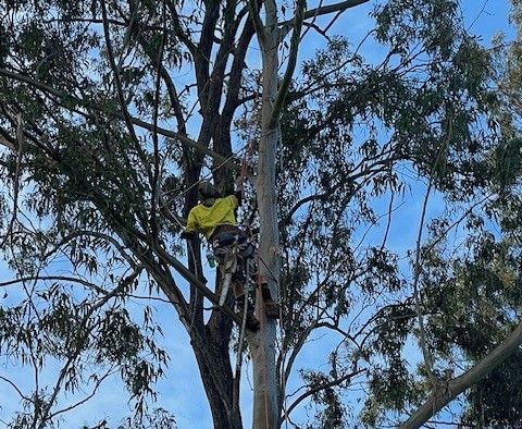 Tree Removal Alderley