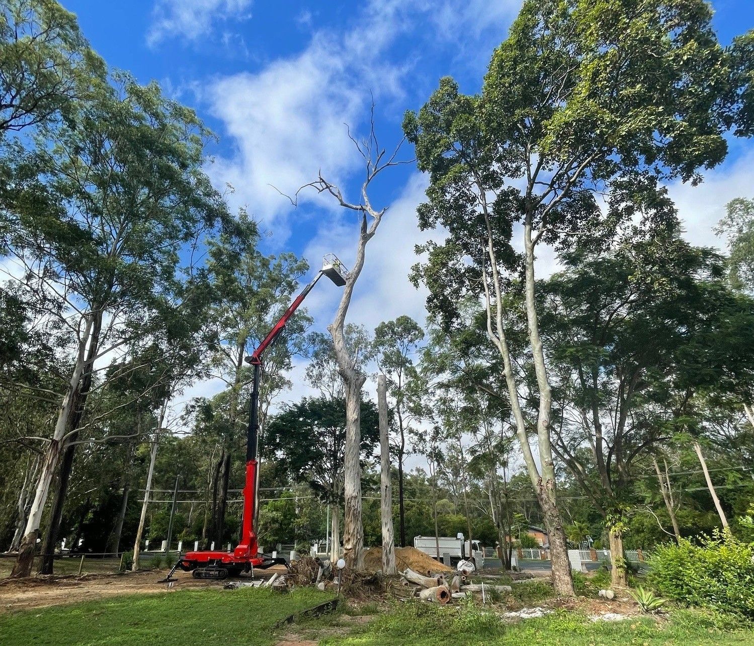 Tree Removal Algester