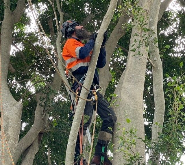 Tree Lopper Brisbane