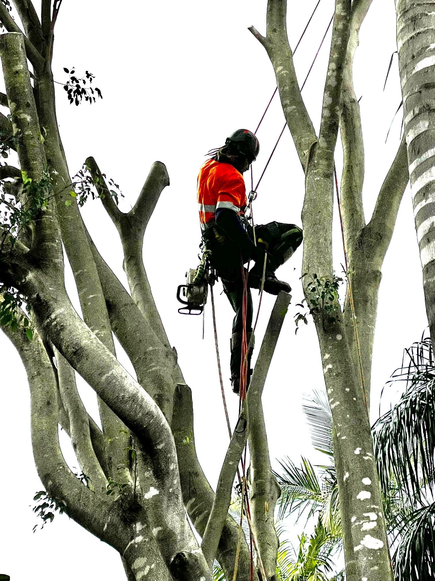 Tree Removal Brisbane