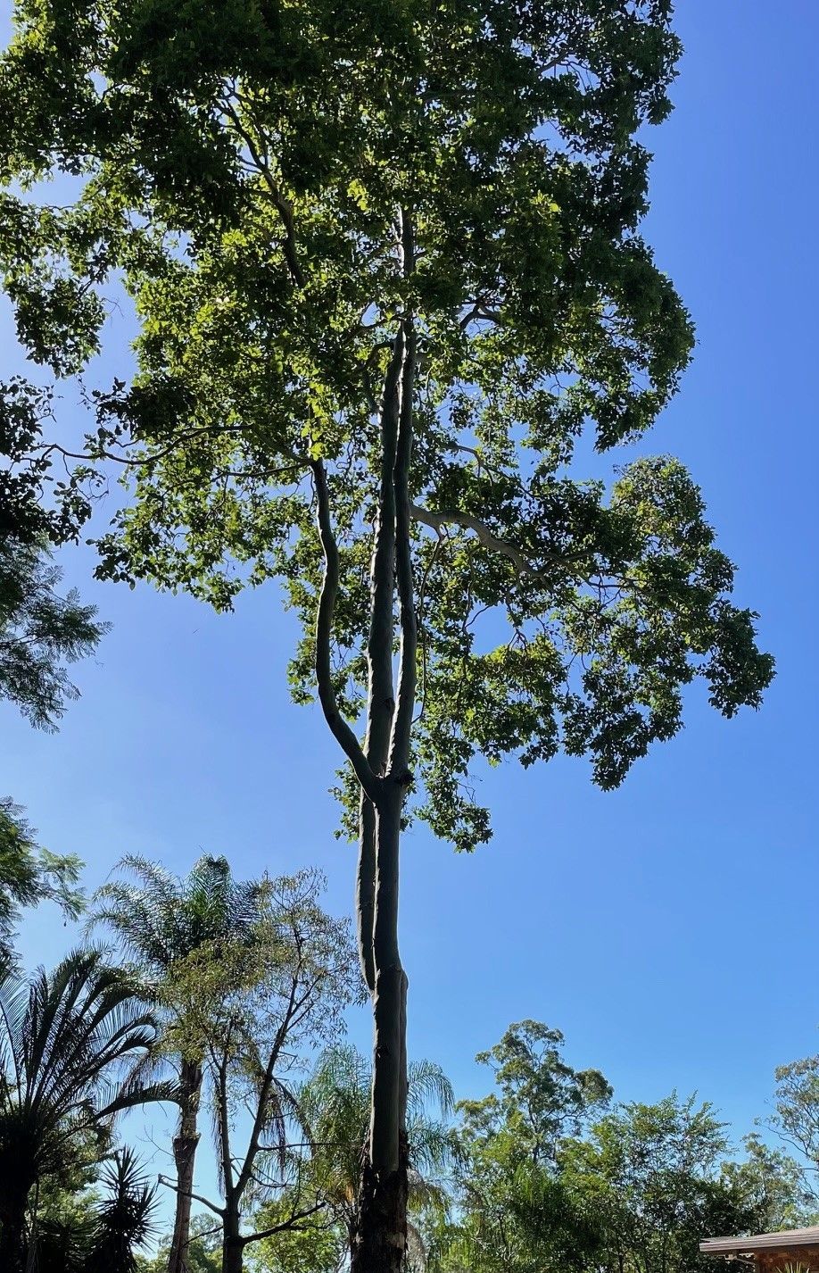 Tree Lopping Brisbane