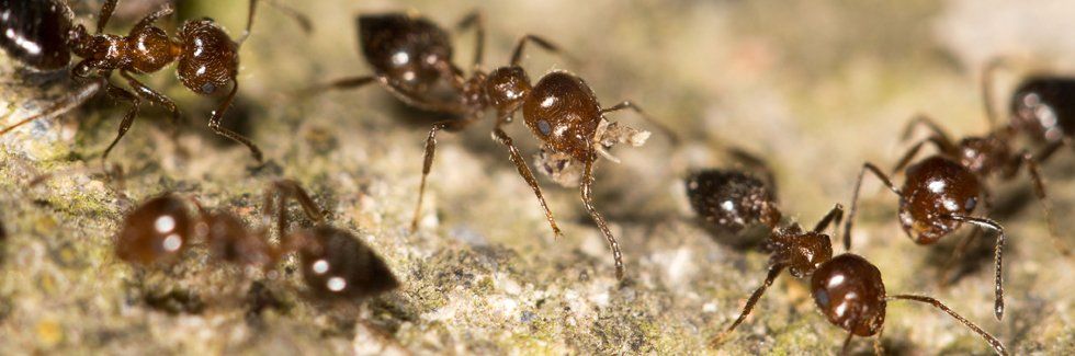 Close-up photo of Ants