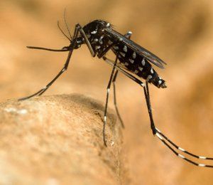 Close-up photo of a mosquito