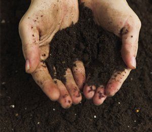 Soil on woman's hand