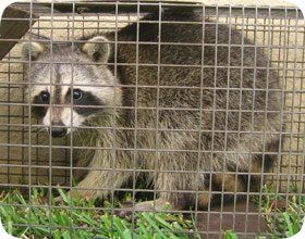 Racoon on a cage