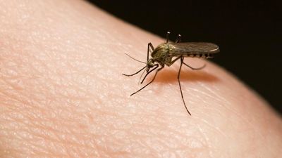 Mosquito biting human skin