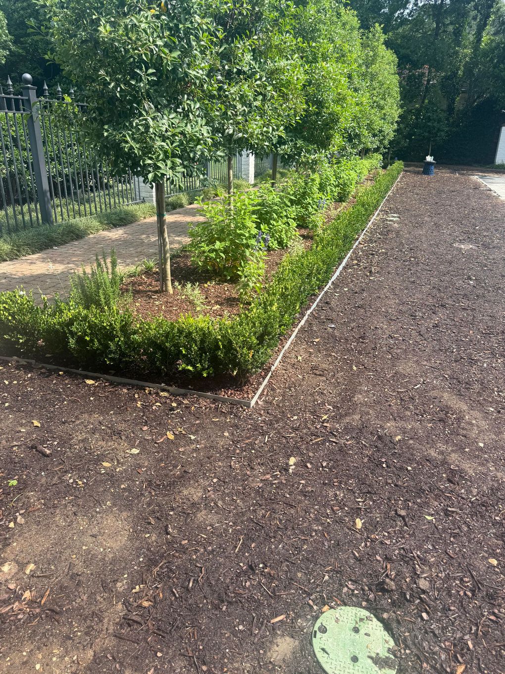 A garden bed with small green shrubs, mulch, and trees next to a gravel path, under bright sunlight.