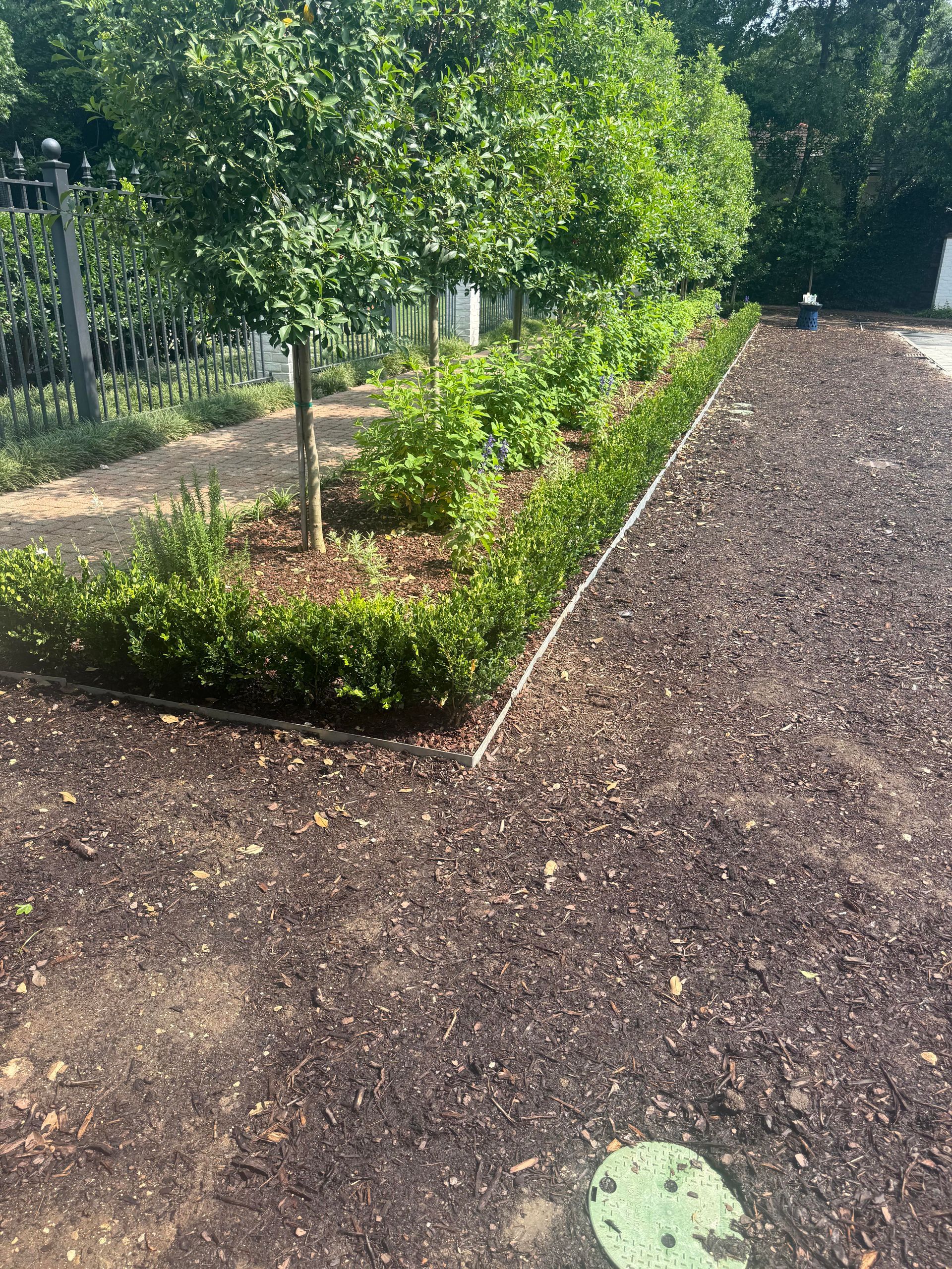 A garden bed with small green shrubs, mulch, and trees next to a gravel path, under bright sunlight.