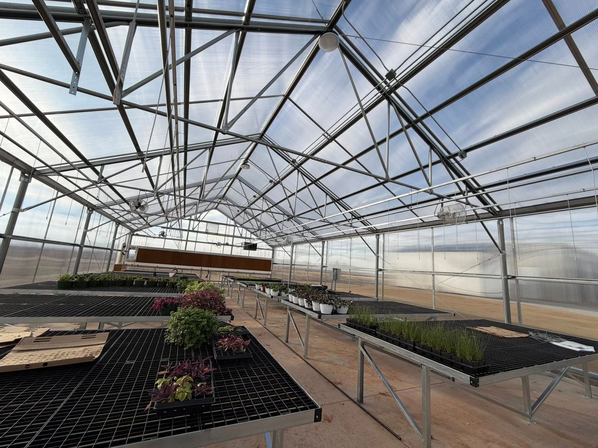 Inside a greenhouse, rows of plants on tables under a steel frame roof, with a partially visible blue sky.