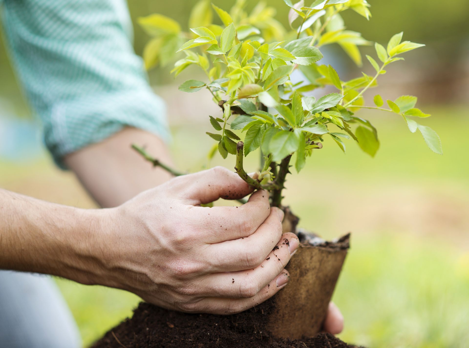 Tree Care in Leonia, NJ