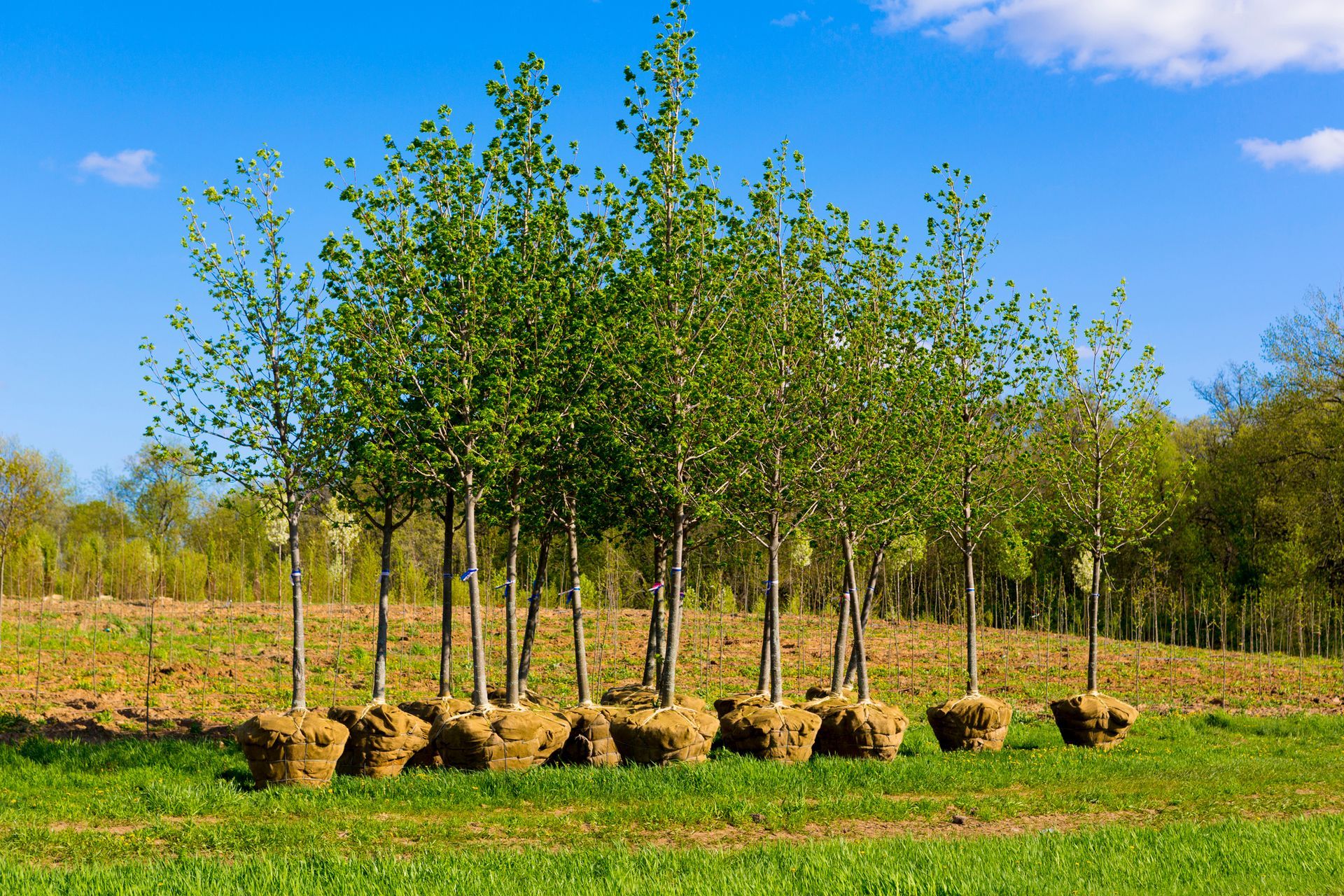 Tree Planting in Leonia, NJ