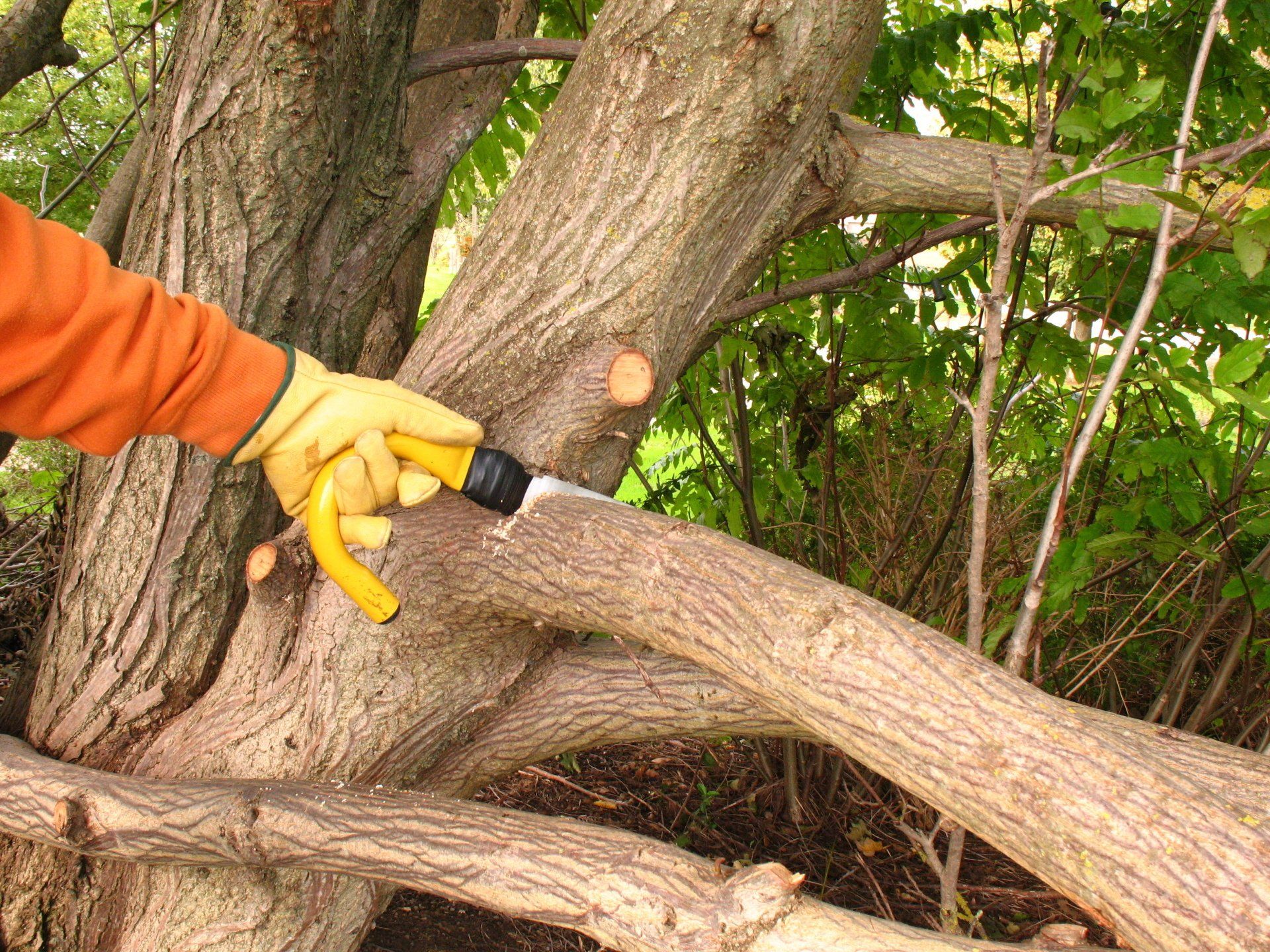 Tree Pruning in Leonia, NJ