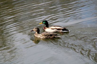 Two ducks are swimming in the water together