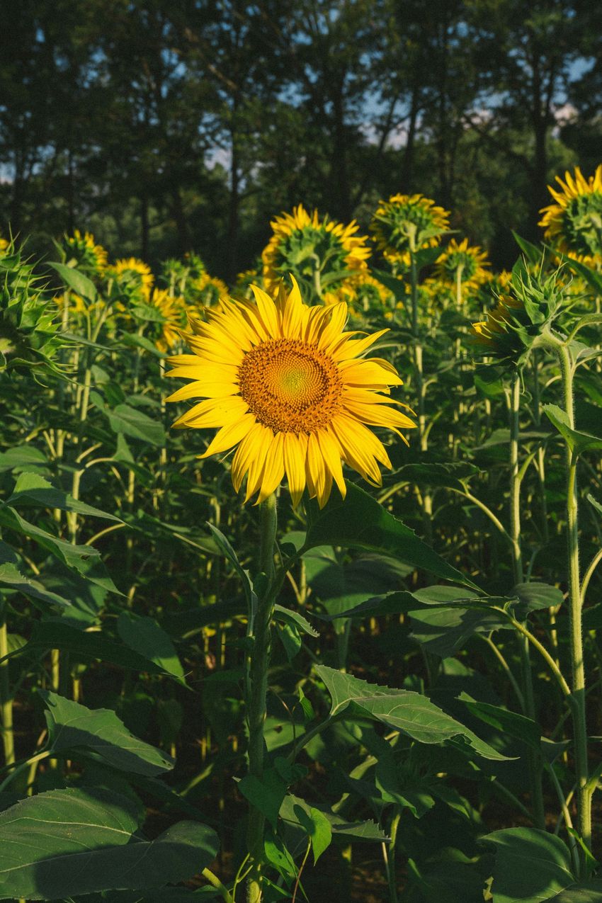 A field of sunflowers with a single sunflower in the foreground.