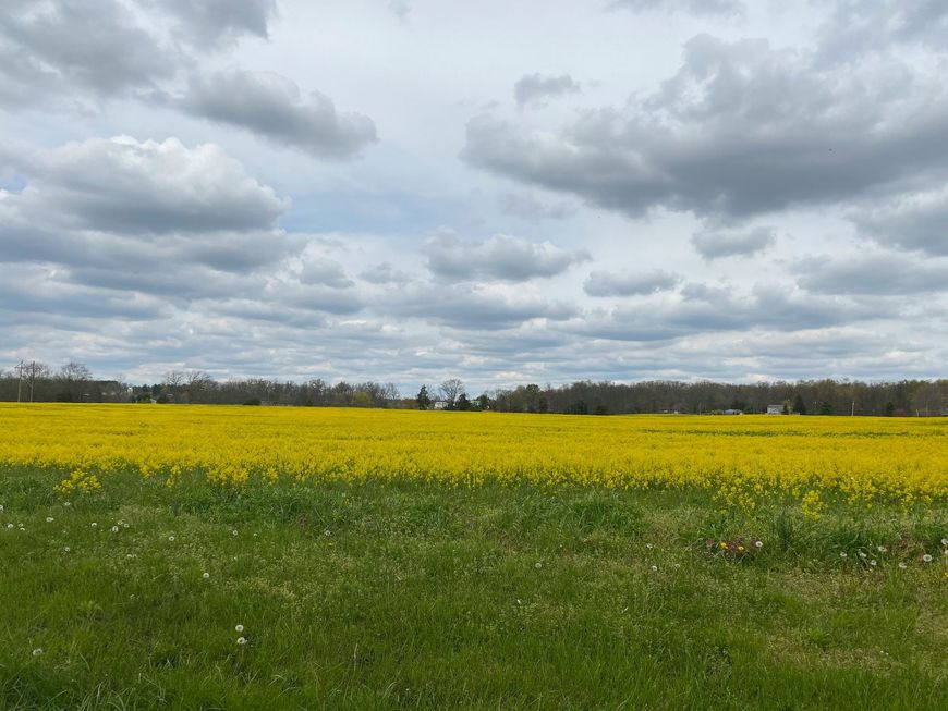 A field of yellow flowers under a cloudy sky