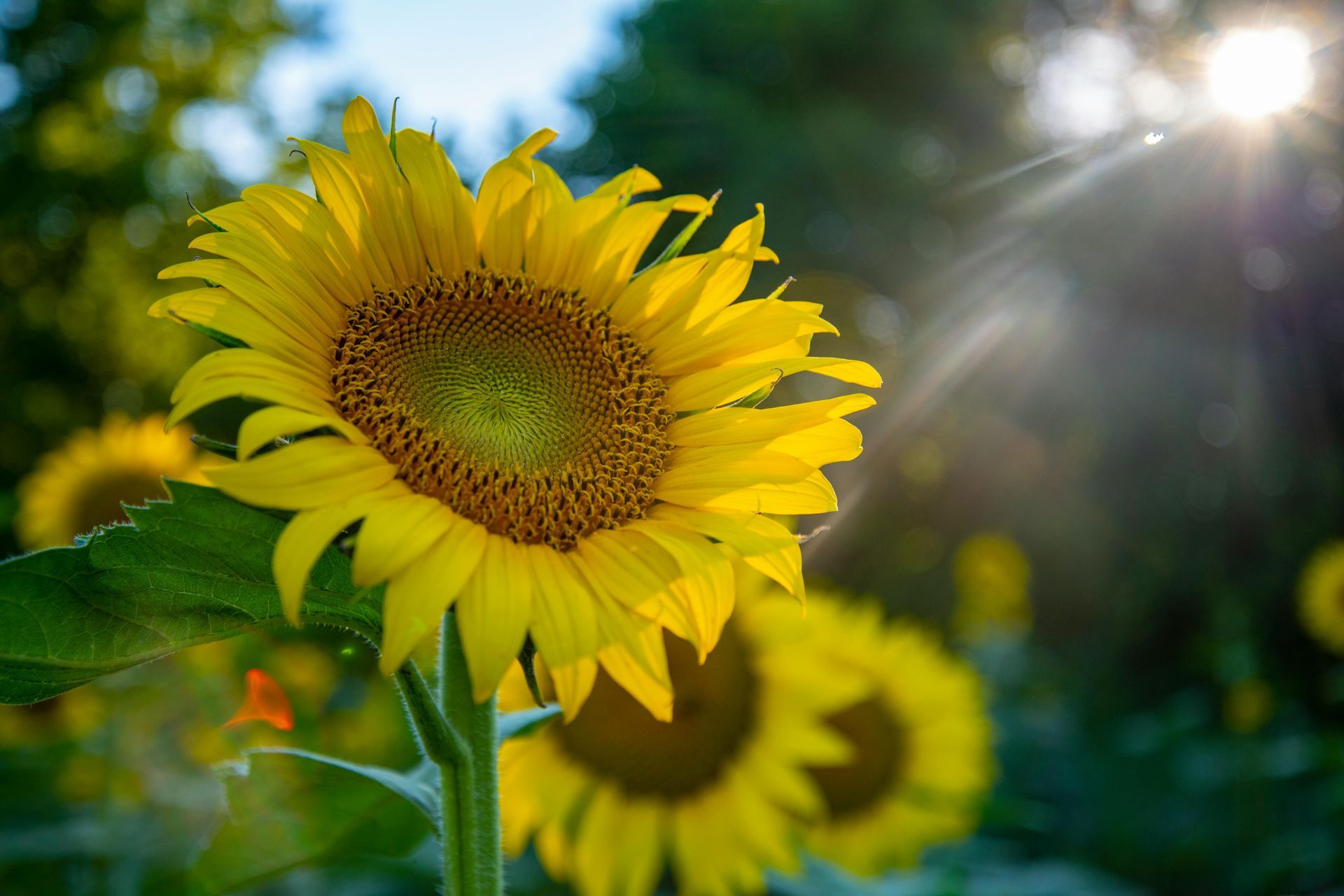 A close up of a sunflower in a field with the sun shining through the leaves.
