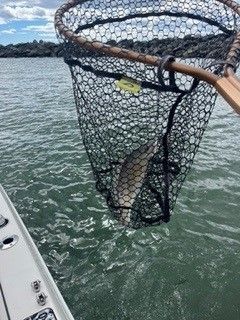 Fish Caught on Net — Murrells Inlet, SC — Diamond Nautical