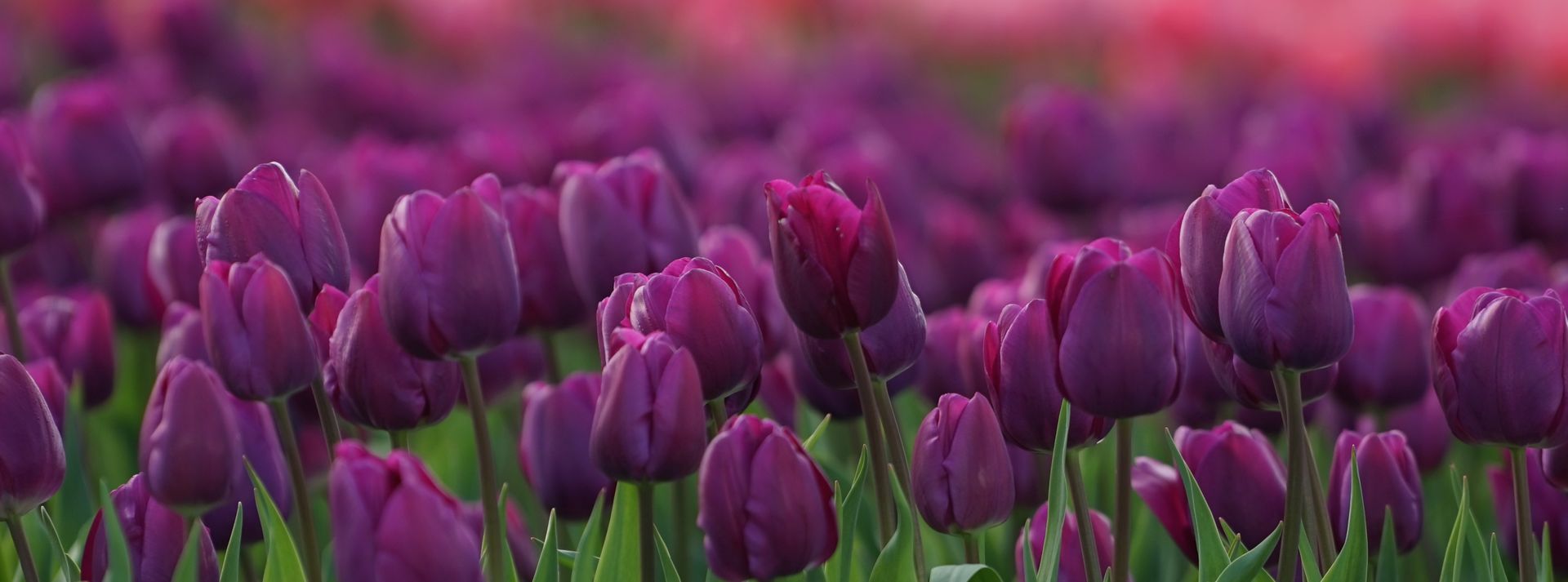 Purple tulips in bloom, filling a garden with pink and green tones.