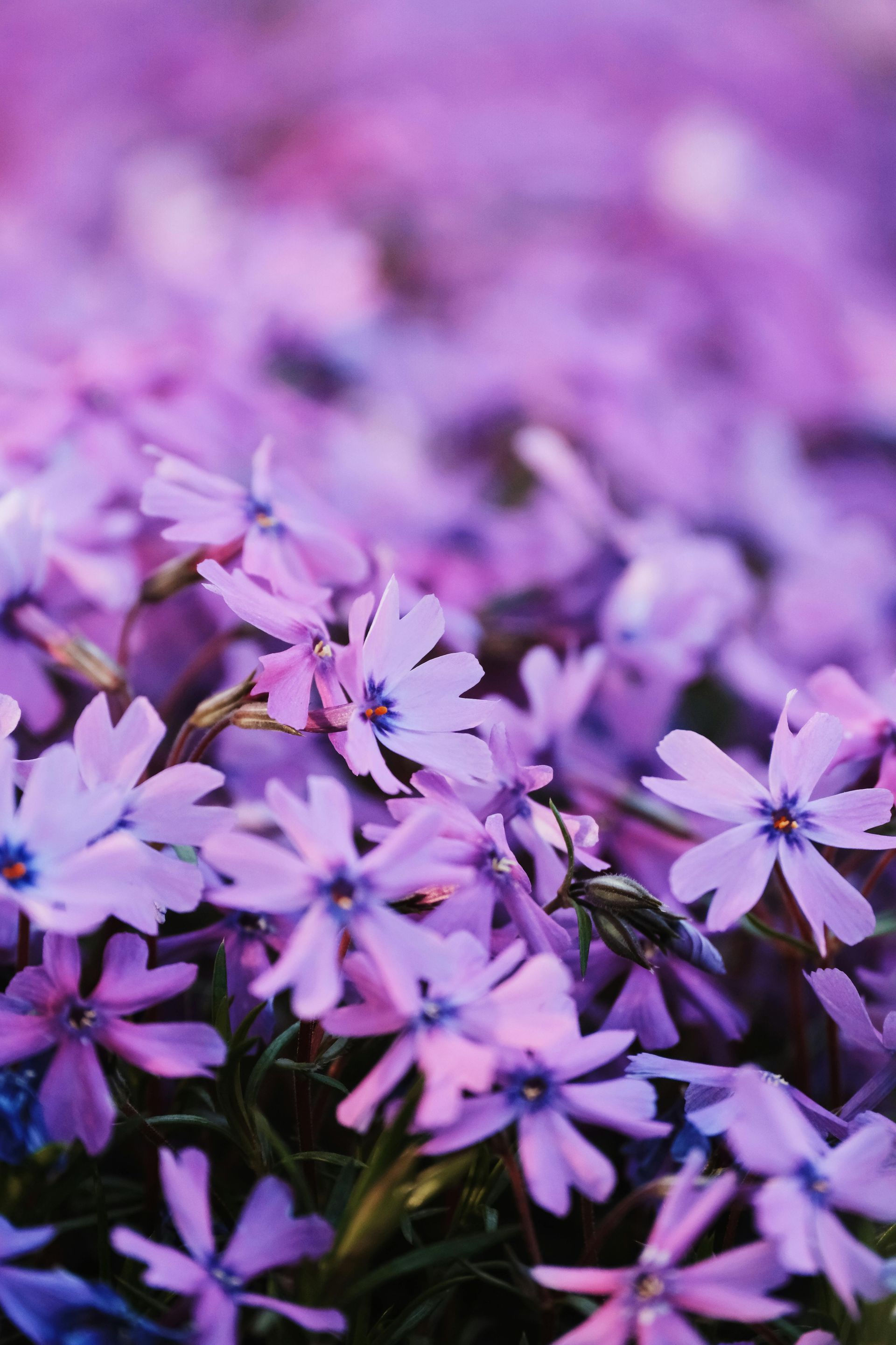 Close-up of purple wildflowers blooming in a soft-focus garden scene