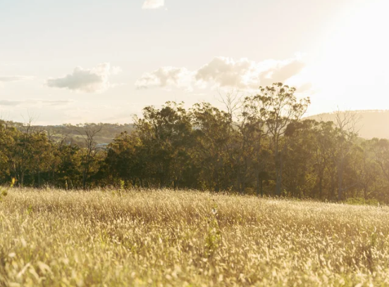 Field of tall, golden grass bathed in sunlight, with a backdrop of trees and a bright sky.