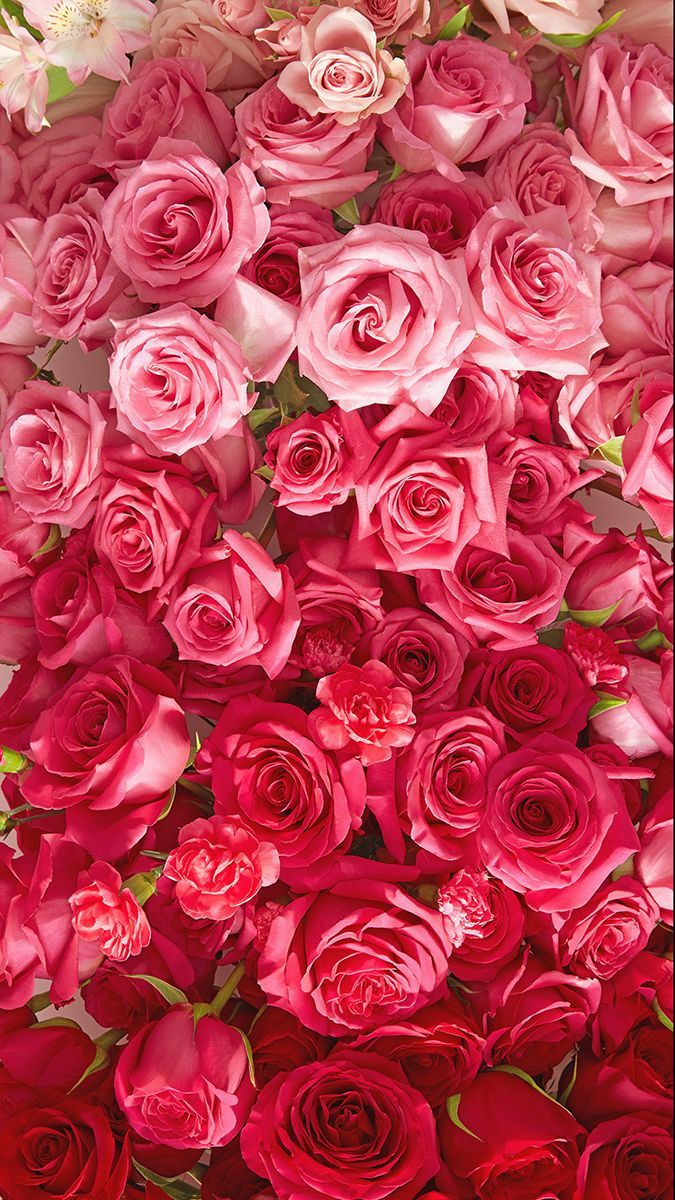 Vibrant gradient of red and pink roses, transitioning from light to dark.