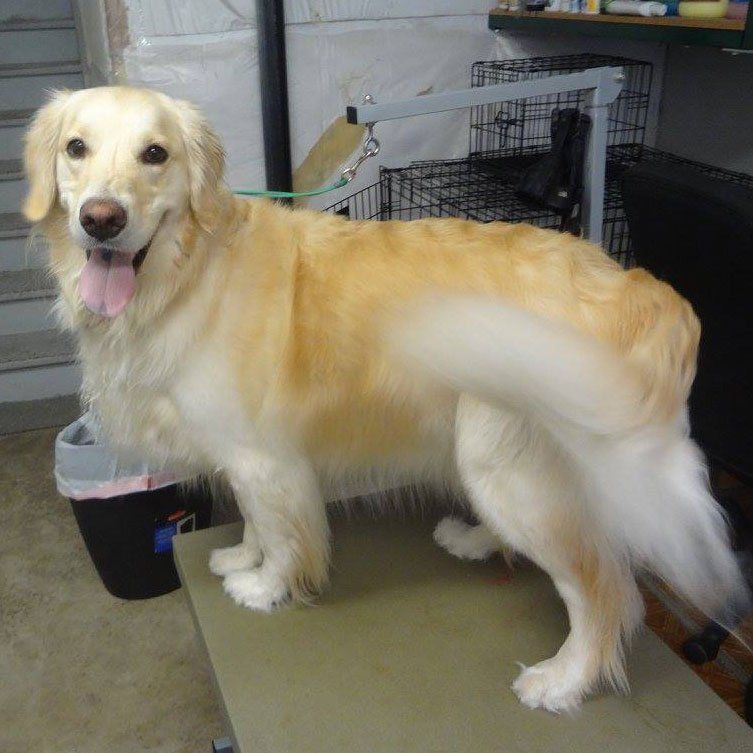 Jennifer's Pet Grooming Photos Loveland CO