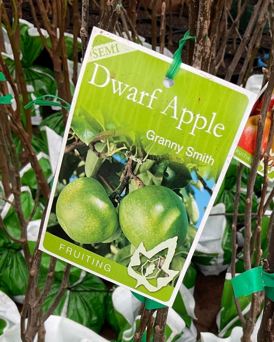 A Green Tag That Says Dwarf Apple Granny Smith Hangs From A Tree — Magnolia Nursery In Dubbo, NSW