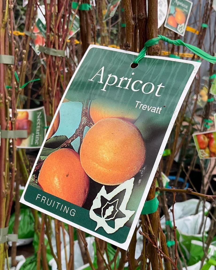 A Card With An Apricot On It Is Hanging From A Tree — Magnolia Nursery In Dubbo, NSW