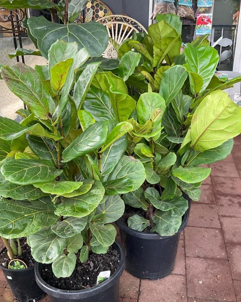 A Bunch Of Potted Plants Are Sitting On A Brick Sidewalk — Magnolia Nursery In Dubbo, NSW