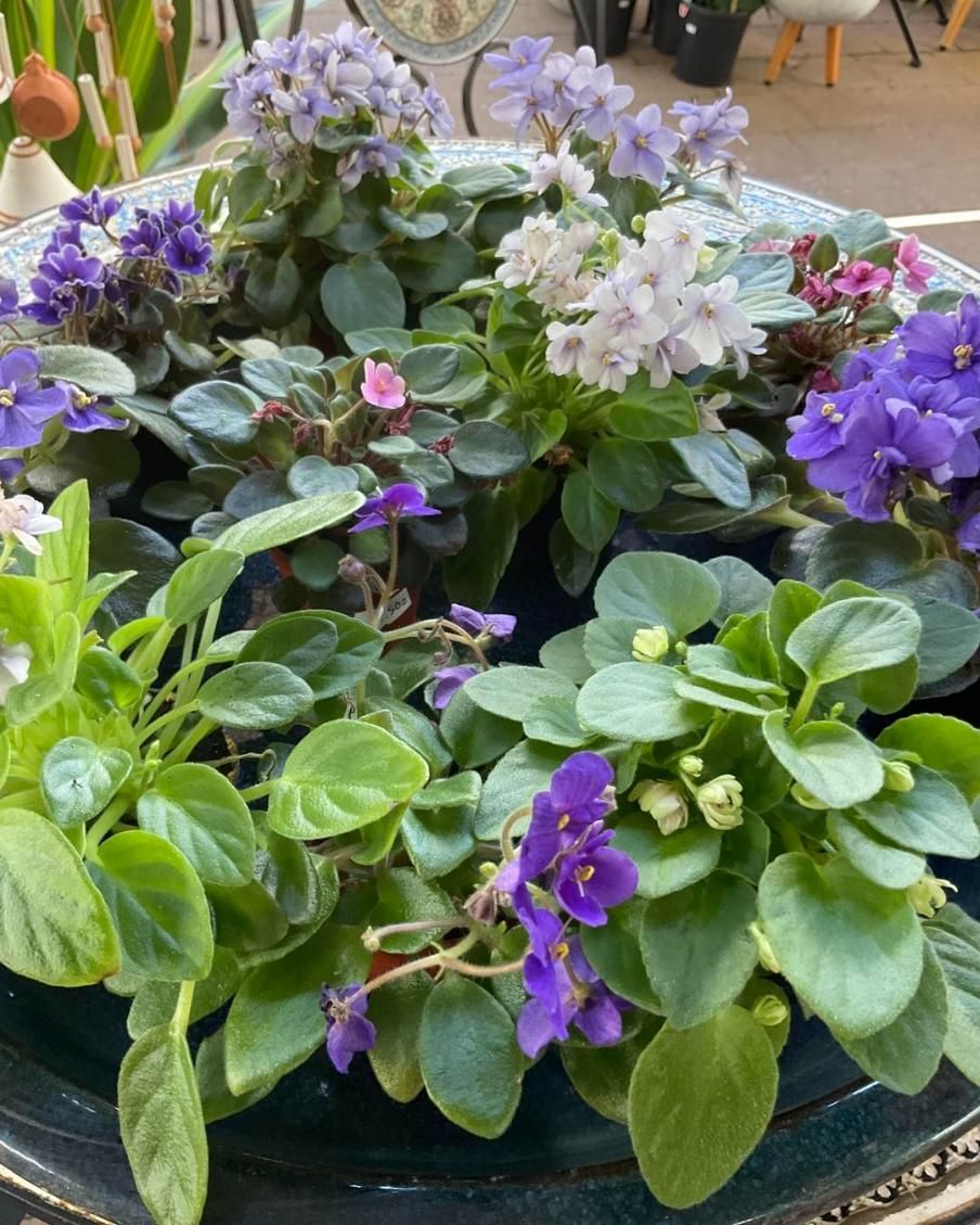 A Vase Filled With Purple And White Flowers And Green Leaves — Magnolia Nursery In Dubbo, NSW