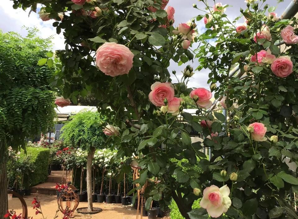 A bunch of pink roses are growing on a tree in a garden — Magnolia Nursery In Dubbo, NSW