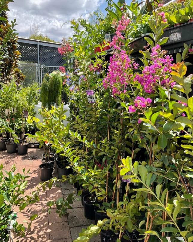 A Garden Center Filled With Lots Of Potted Plants And Flowers — Magnolia Nursery In Dubbo, NSW