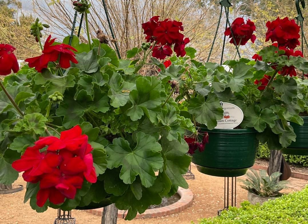 A bunch of hanging baskets filled with red flowers — Magnolia Nursery In Dubbo, NSW