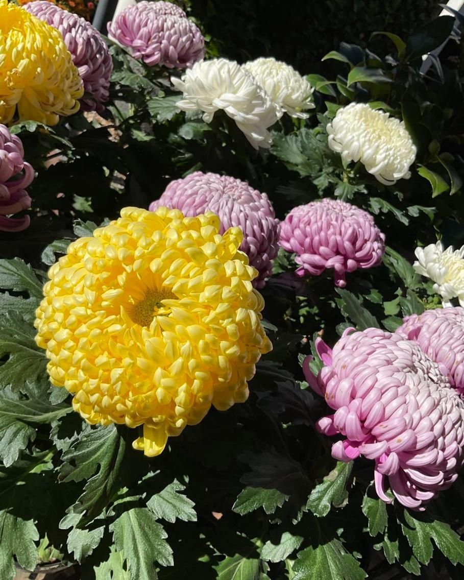 A Bunch Of Different Colored Flowers Are Growing In A Garden — Magnolia Nursery In Dubbo, NSW