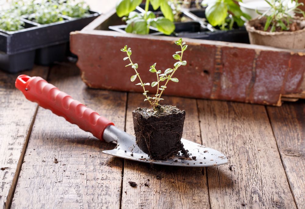 Herb Plant And Trowel - Magnolia Nursery, Dubbo NSW