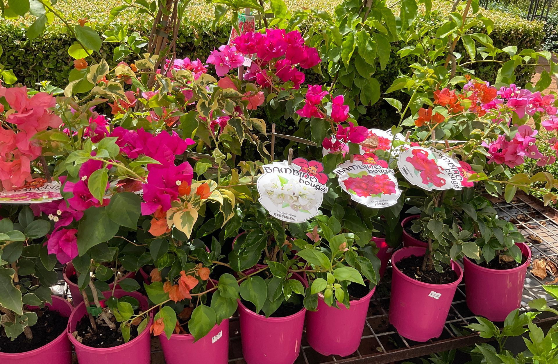 A Lush Green Garden With A White Tent In The Background — Magnolia Nursery In Dubbo, NSW