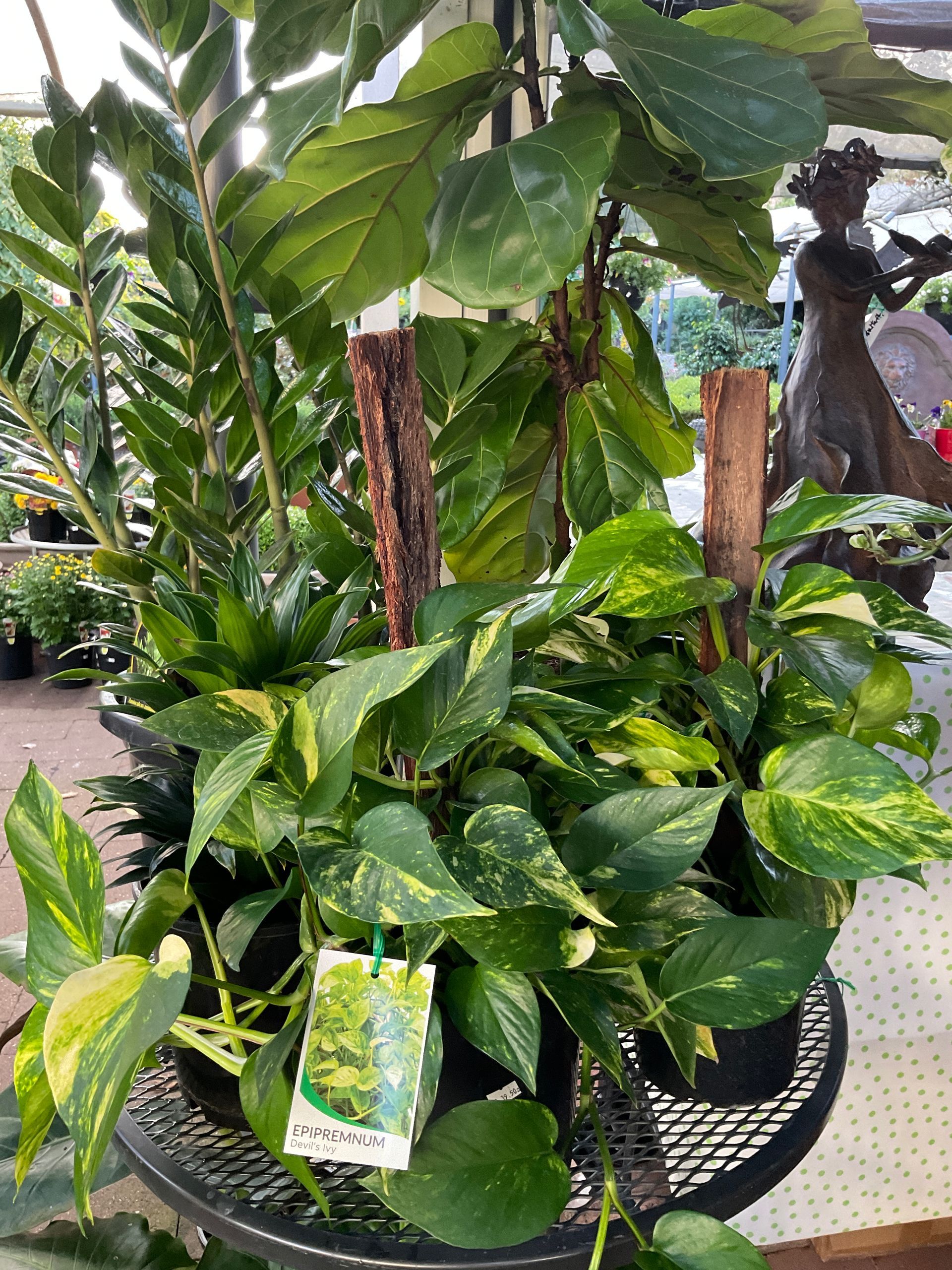 Devil's Ivy Plant - Magnolia Nursery, Dubbo NSW