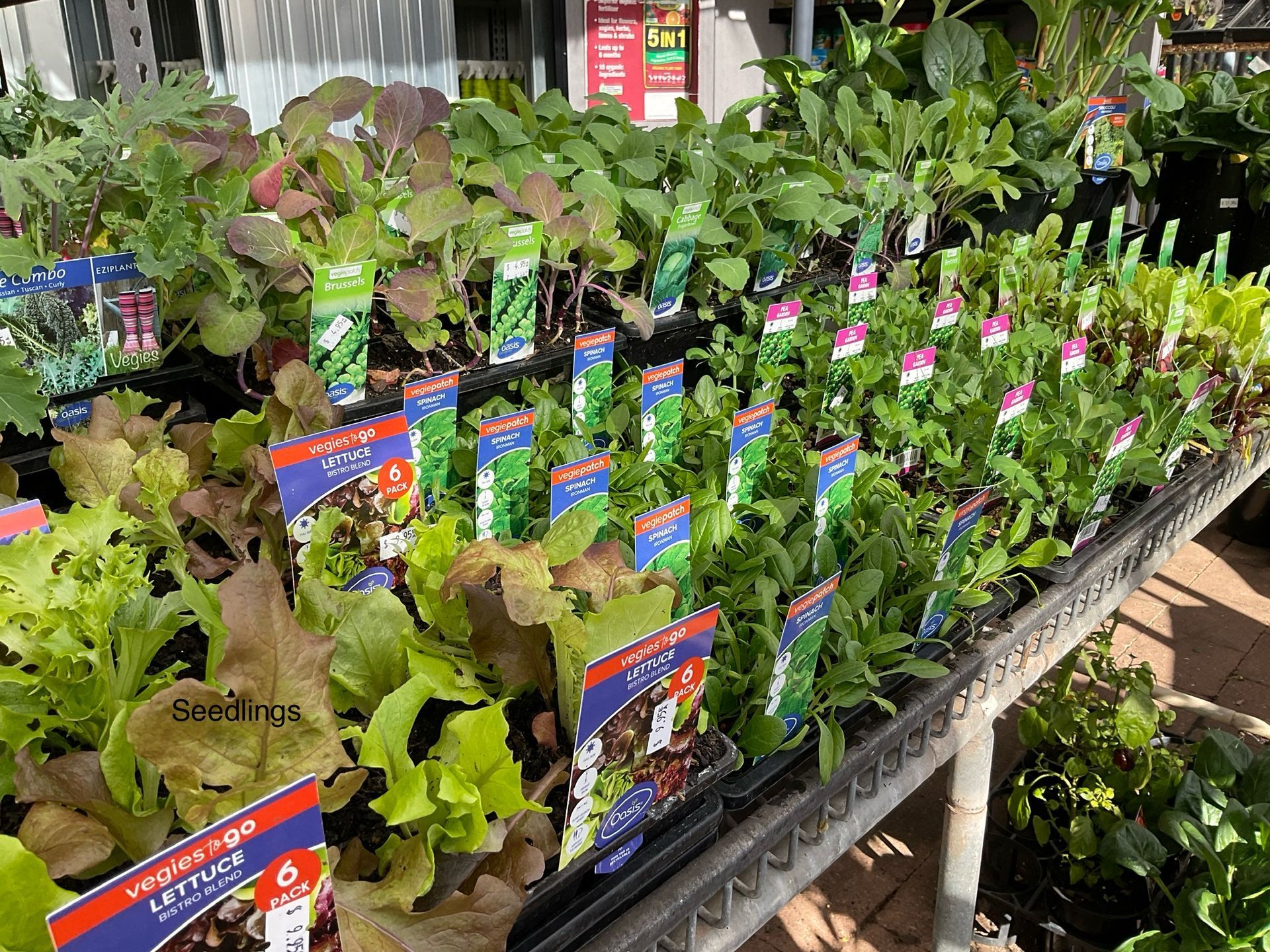A Bunch Of Bags Of Seeds Are Hanging On A Rack — Magnolia Nursery In Dubbo, NSW
